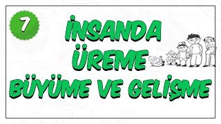 7Sınıf Fen Bilimleri  İnsanda Üreme Büyüme ve Gelişme [upl. by Yesima410]