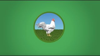 Chicken Full Stream Valorization an illustration of our Symrise Circular Economy approach – Teaser [upl. by Paske]