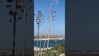 Island trees and views from mellieha side maltaisland [upl. by Hallerson]