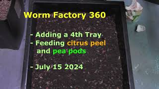 worm factory 360 C adding 4th tray and feeding orange peels and pea pods [upl. by Nnelg]