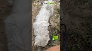 Grass land 🍀pupies cuteanimal puppie cutepet youtubeshorts cute viralvideo viralreels [upl. by Damon]