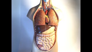 CCC Online Biology Lab  Human Torso Model Labeled [upl. by Thema]