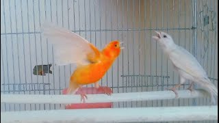 canary singing timbrado spanish  1 [upl. by Wilone]