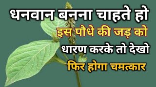 अपामार्ग पौधा Apamarga Plant अपामार्ग चिरचिटा की जड़ Chirchita Ke totke [upl. by Oirifrop]