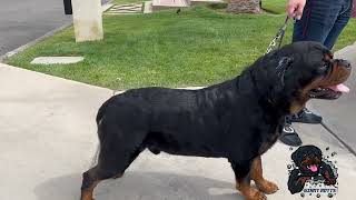 Breeding The Biggest AKC Rottweiler in the World [upl. by Robinett]