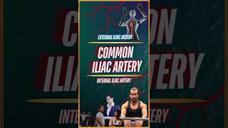 What is Common Iliac Artery [upl. by Carlisle861]