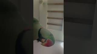 This time my parrot support me 😇 music song classic [upl. by Rezeile]