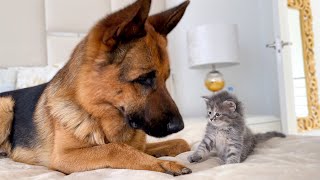 German Shepherd Meets New Kitten for the First Time [upl. by Ecidnak]