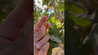 Se quedó mucho pistacho en los árboles jentedecampo agricultura california [upl. by Teiluj]