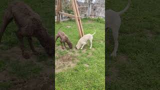 Lagotto Romagnolo training at home [upl. by Gerrald418]