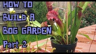 BOG VLOG 2 How To build a Temperate Carnivorous Bog Garden For North American Carnivorous Plants [upl. by Nagrom]