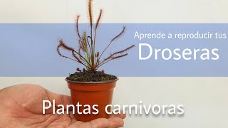 ¿Cómo recolectar semillas de Drosera  Plantas carnívoras [upl. by Allenad505]