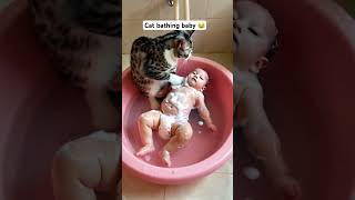 Black striped cat bathing a baby [upl. by Arlyne324]