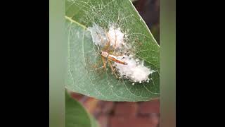 Spiralling whitefly and an insect on guava leave shorts plants [upl. by Anagrom]