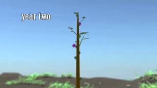 Growth Cycle Plant Animation  HORT 349 [upl. by Nawuq]