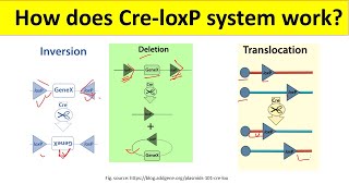 Cre Loxp Recombination System  Cre Lox System for beginners  BiologyLectures [upl. by Ytirev]