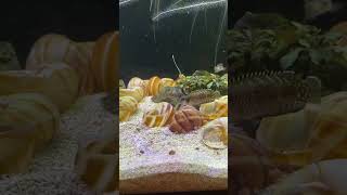 Two Female Lamprologus speciosus having a breeding squabble fighting aquarium cichlid fish lol [upl. by Millar]