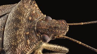 Brown Marmorated Stink Bug [upl. by Einahpet874]