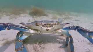 A moment with a blue crab [upl. by Christabella]