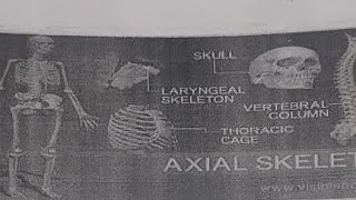 Biology  science SKELTON systemaxial bones skeletal system joint function bone anatomy bone s [upl. by Genvieve]