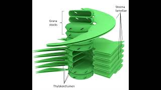 Chloroplast bio [upl. by Tereb]