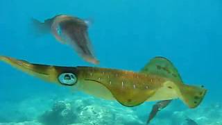 Swimming Squid at Sharks Cove on North Shore Oahu HI July 4 2010 [upl. by Asseral146]