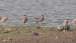 Yellow Wattled Lapwings gathering [upl. by Eelrebma]