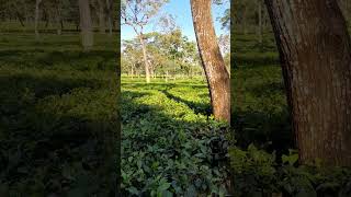 Tea Garden 🍵 westbengal tea garden youtubeshorts [upl. by Leidba]