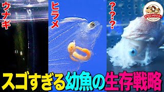 【超貴重】ウナギの赤ちゃんは透明！マリアナ海溝で生まれ日本の川へ3000kmの大移動！「幼魚水族館」で様々な幼魚を解説【どうぶつ奇想天外／WAKUWAKU】 [upl. by Nilrev]