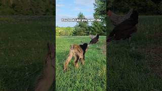 Baby Goat Sees Chickens for the 1st Time shorts [upl. by Collier]