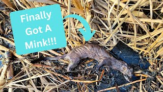 Out On The Line 2023 Ep 19  I Finally Caught A Mink [upl. by Anifad]