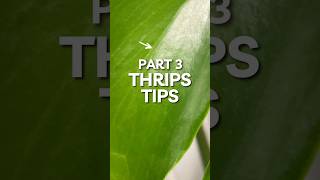 Day 11 of my battle with Thrips houseplants plantcare [upl. by Clyde]