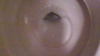 Youtube First A quotWCquotCisaBriggs Open Rim Toilet [upl. by Litch]