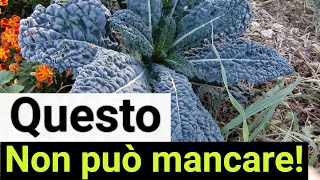 Come si coltiva il CAVOLO NERO DI TOSCANA nellorto invernale E buonissimo [upl. by Vasiliu]