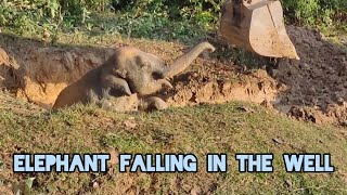 Elephant Falling in the Well [upl. by Polk]