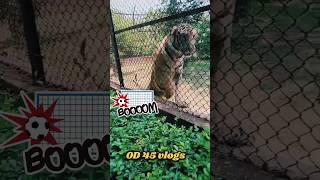 Tiger 🐅 and crocodile 🐊 attack at nandan kanan zoo bhubaneswar 😱😱trendingshorts ytshorts tiger [upl. by Benedict]