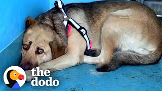 Rescue Dog Hides In The Corner Until The Right Person Comes Along  The Dodo Faith  Restored [upl. by Ahselyt]