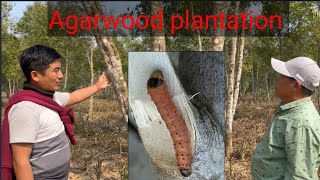 AGARWOOD FARMING EARN RS 15000 TREE  THE MOST EXPENSIVE WOOD [upl. by Anitrak]