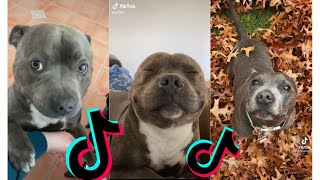 😍 Funny and Cute Staffordshire Bull Terrier Dogs and Puppies TikTok Compilation 😂 [upl. by Bruell92]