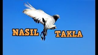 GÜVERCİNLER TAKLA ATMAYI NASIL ÖĞRENİR [upl. by Graner]