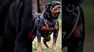 Bas Rutten vs Police Dog [upl. by Lorusso]