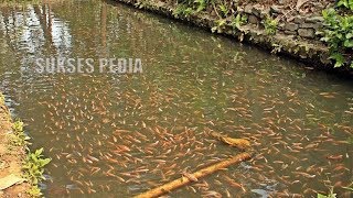 CARA BUDIDAYA IKAN NILA DI KOLAM TANAH [upl. by Jocelyne838]