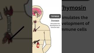 Animal Hormones and their functions  Endocrine Glands  Endocrinology  boundlesslearning17 [upl. by Iffar]