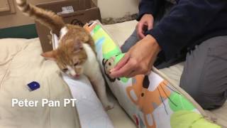 Feline Cerebellar Hypoplasia Physical Rehabilitation update 1 [upl. by Gower87]