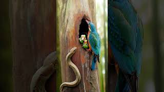 Kingfisher Birds vs Snake birds snake kingfisher cute [upl. by Vance]