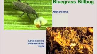 Insect Pests Part 2 Billbugs and Chinchbugs [upl. by Dreyer]