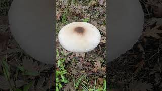 Macrolepiota proceraTortulho gigante [upl. by Nohcim]