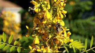 Wild senna is visited by bumblebees in Columbus Ohio USA [upl. by Ettenor]