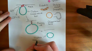 Clathrin Mediated Endocytosis and The Endocytic Pathway Part 6 [upl. by Auop]