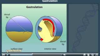 Gastrulation animation [upl. by Turnheim]